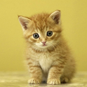 Kitten Live Wallpaper icon