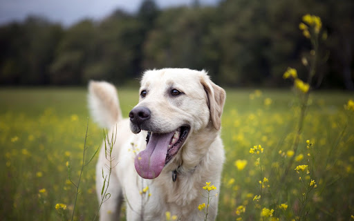 Labrador Wallpaper