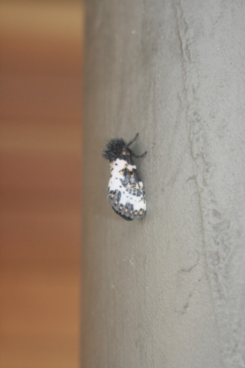 Spanish Moth, Alevilla