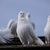White domestic Rock Pigeon