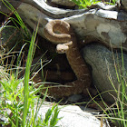 Red Diamond Rattlesnake