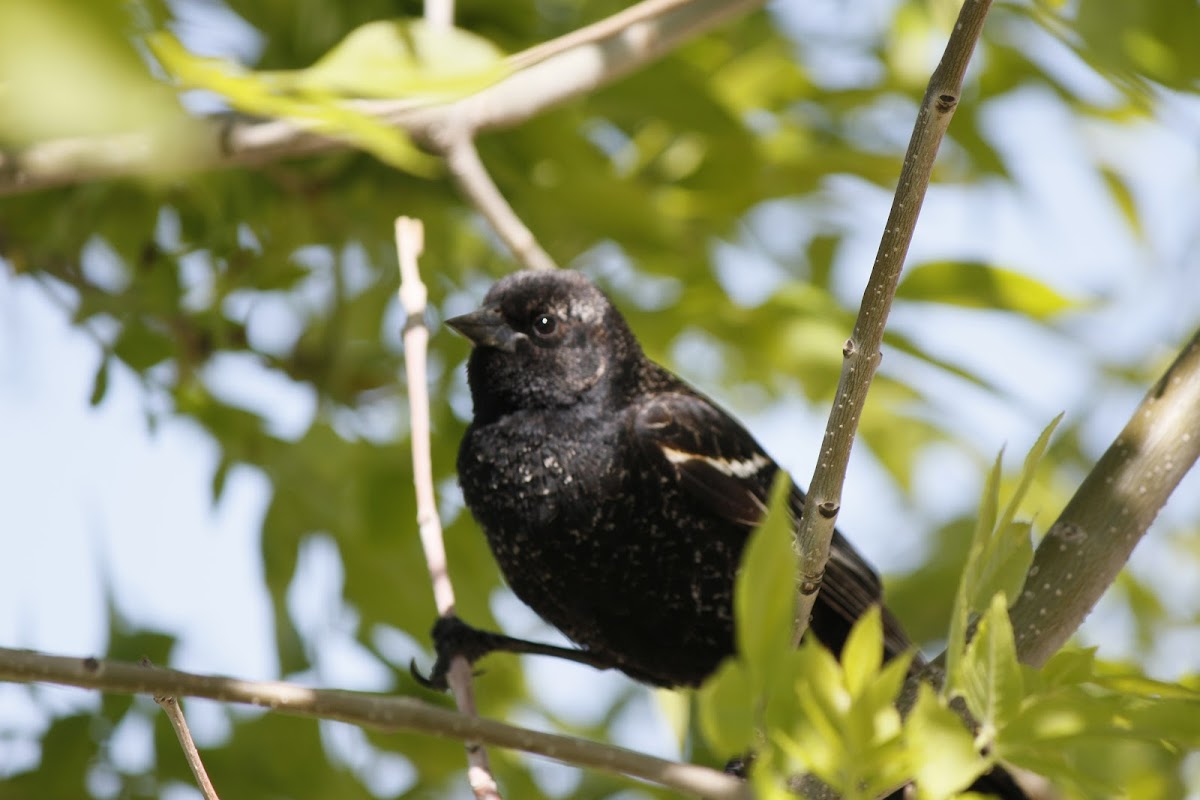 Red-winged Blackbird (Immature Male)