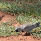 Namaqua dove