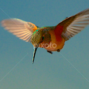 Smokey by Ken Miracle - Animals Birds