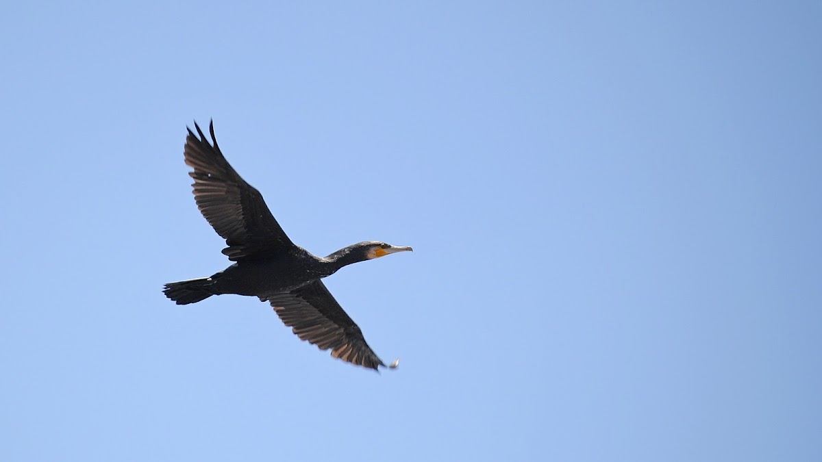 Black Cormorant