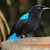 Asian Fairy Bluebird (male)