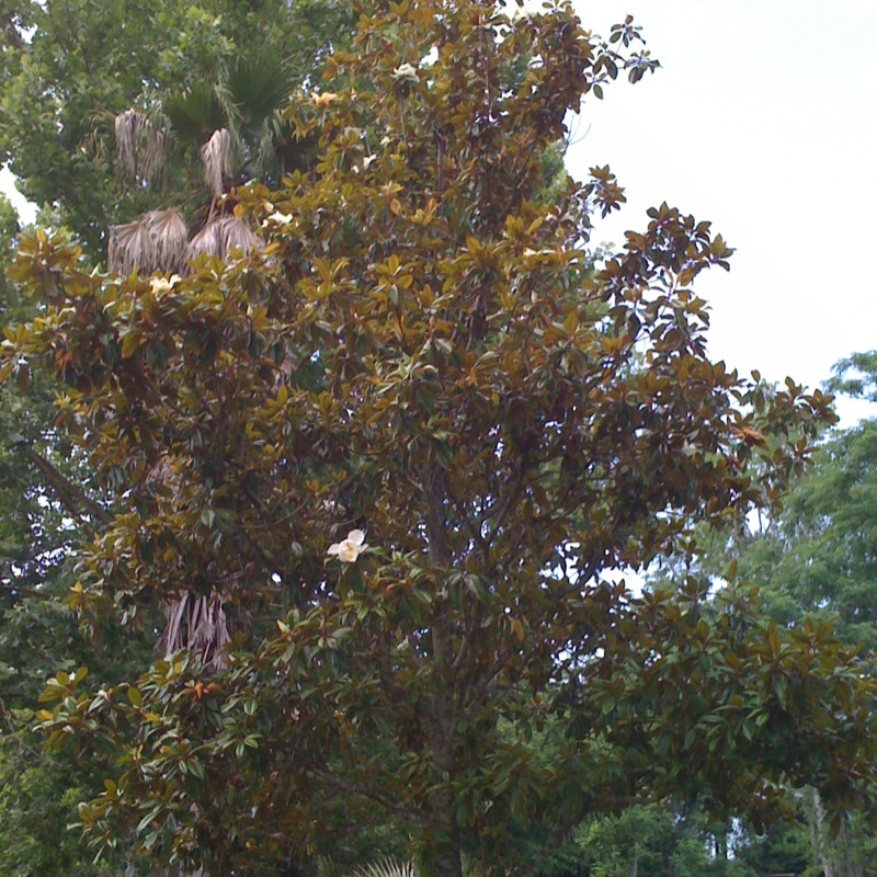 Magnolia tree
