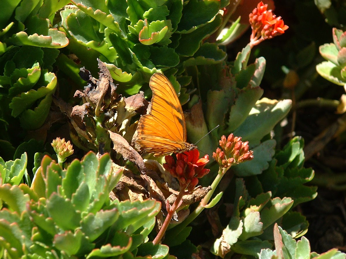 Juno Silverspot