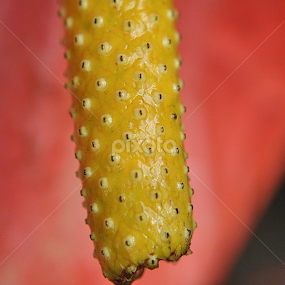 by Praveen A G E - Nature Up Close Gardens & Produce