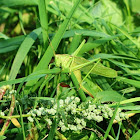 Great Green Bush-Cricket (female)