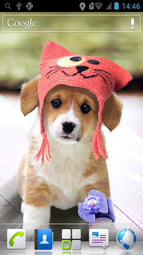 免費下載教育APP|Cute Puppy Live Wallpaper app開箱文|APP開箱王