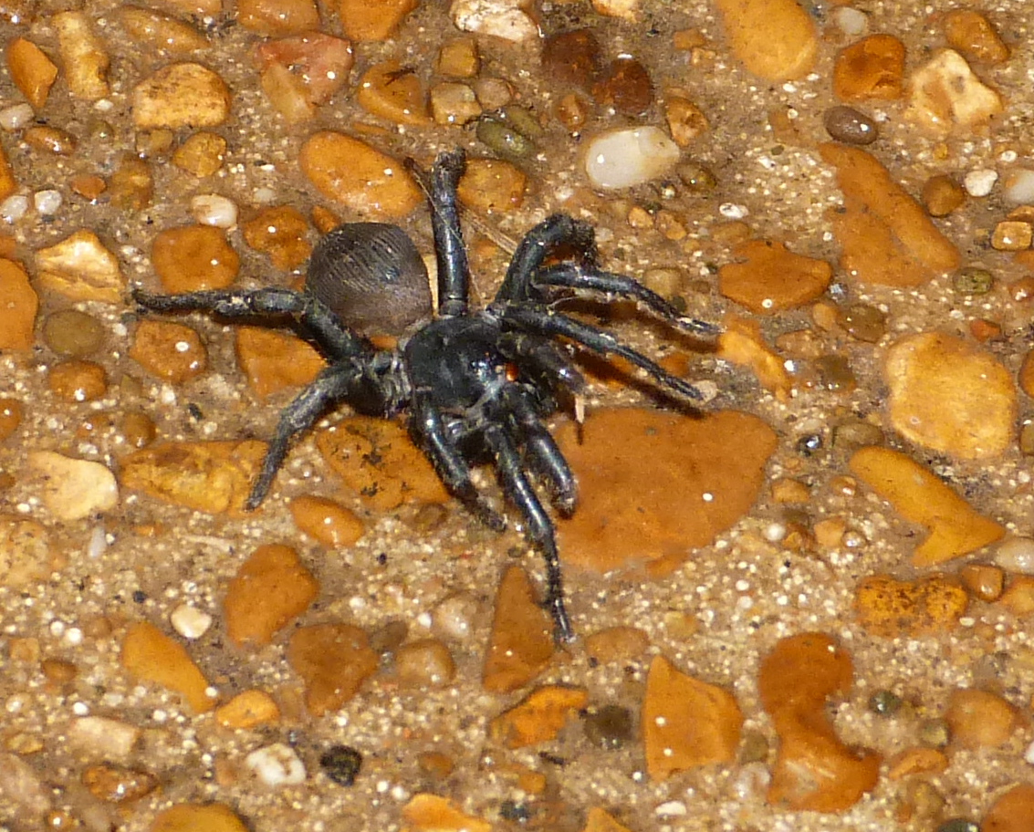 Trap-door spider