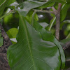 Wild Guava, Ceylon Oak, Patana Oak