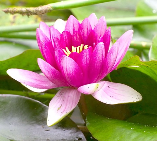 [lotus flower[3].jpg]
