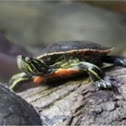 Painted turtle (Chrysemys picta)