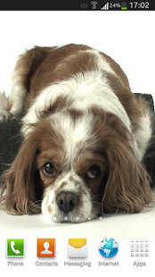 download Dog Live Wallpaper HD free