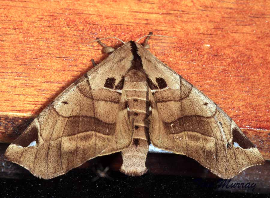 Apatelodes Moth