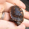 Eastern Box Turtle (hatchling)