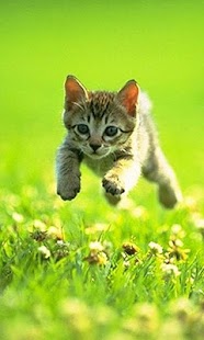 How to mod Kittens Jigsaw Puzzle lastet apk for laptop