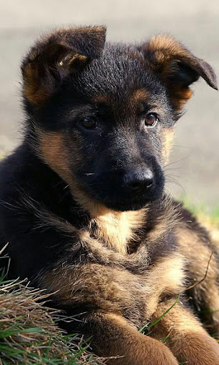 【免費個人化App】German Shepards Wallpapers-APP點子