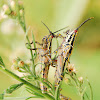Variagated Grasshopper