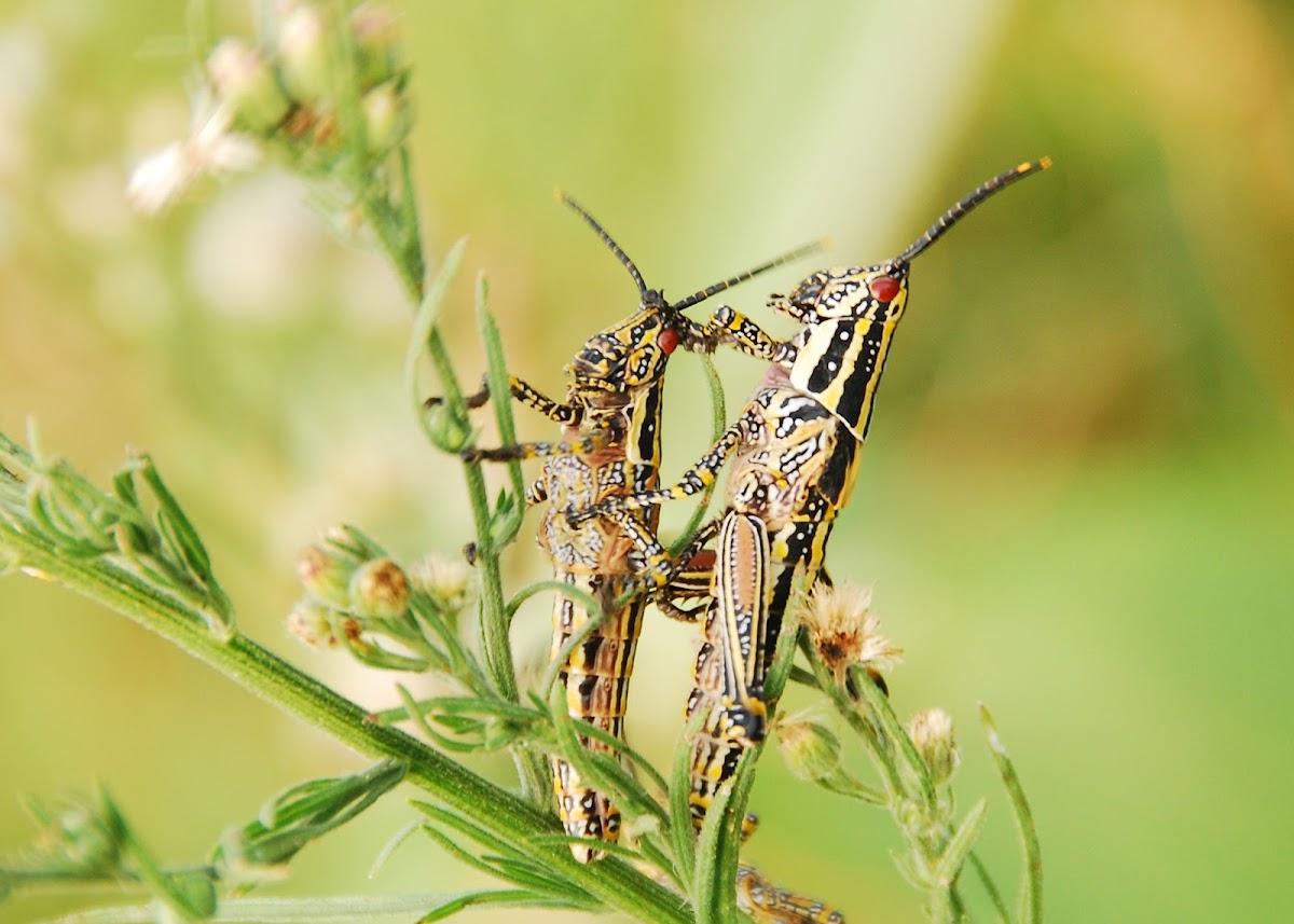 Variagated Grasshopper
