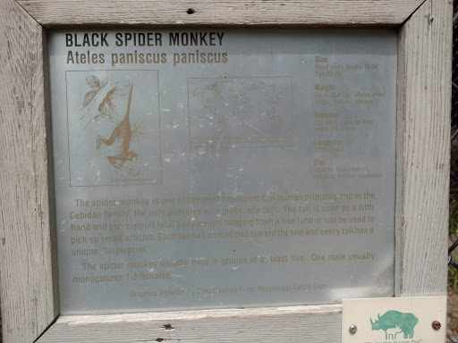 Black Spider Monkey