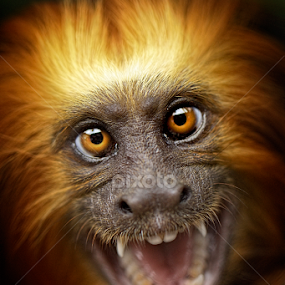 Monkey Expression by Roy Ardy - Animals Other Mammals