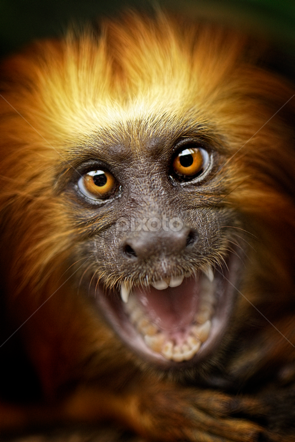 Monkey Expression by Roy Ardy - Animals Other Mammals