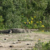 mugger crocodile