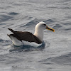 Bullers albatross
