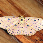 Sterrhine Moth