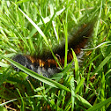 Fox Moth caterpillar
