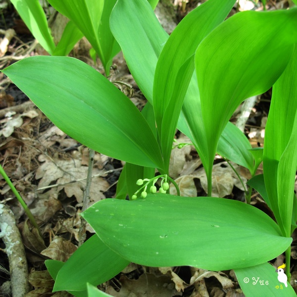 Lily of the Valley