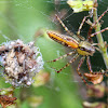 Spider and its nest hatching
