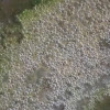 Southern toad eggs & tadpoles