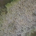 Southern toad eggs & tadpoles