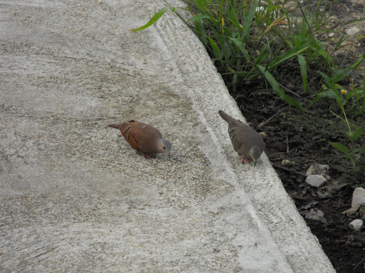 Ruddy-ground Dove