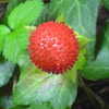 mock strawberry, Gurbir, Indian strawberry or false strawberry