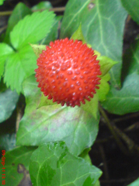 mock strawberry, Gurbir, Indian strawberry or false strawberry