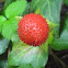 mock strawberry, Gurbir, Indian strawberry or false strawberry