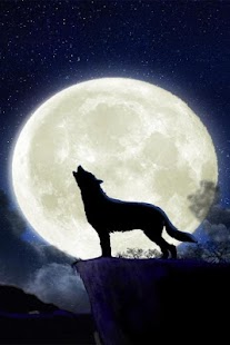 Wolf HD Wallpapers FREE Screenshots 11
