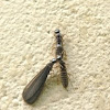 Termite courtship