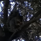 Gray Squirrel