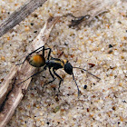 Elegant Spiny Ant