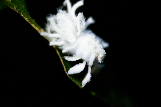 Flatid planthopper nymph