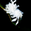 Flatid planthopper nymph