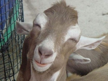 833-photogenic-goat