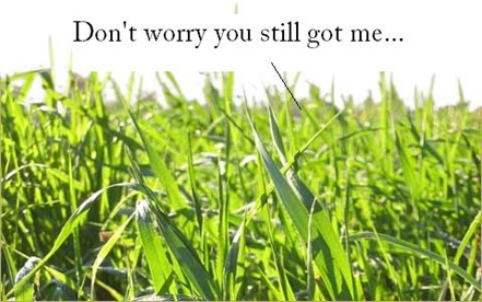 why-grass