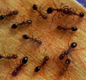 ant